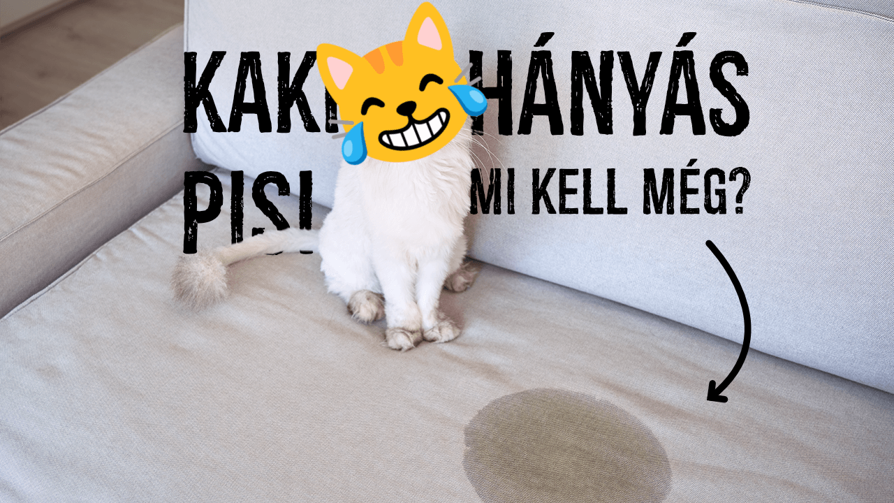 Pisi, kaki, hányás eltávolítás